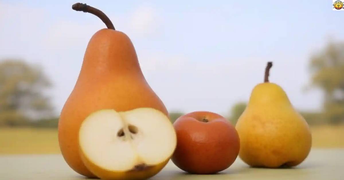 fresh-off-the-branch-general-pear-puns Fresh Off the Branch: General Pear Puns